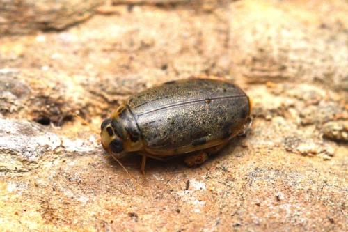 Eretes griseus