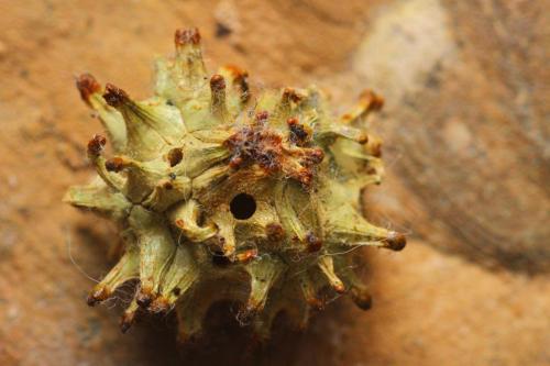 Réf. 336 719 : Andricus grossulariae