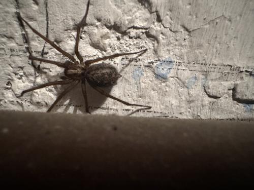 Eratigena sp.