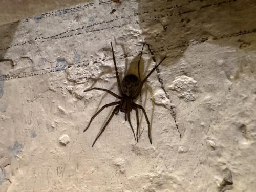 Eratigena sp.