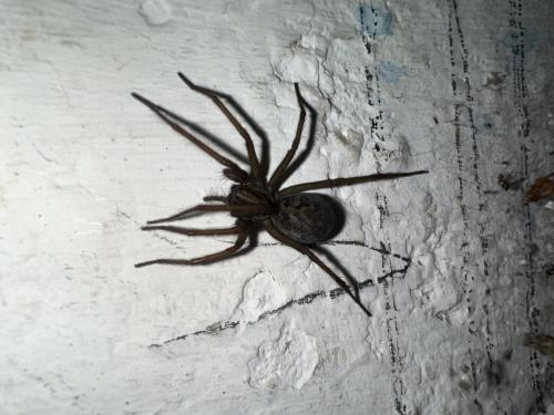 Eratigena sp.