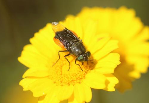 Réf. 336 510 : Odontomyia flavissima
