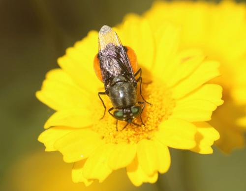 Réf. 336 511 : Odontomyia flavissima