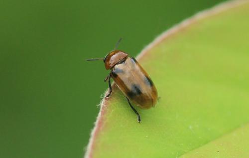 Macrolenes dentipes