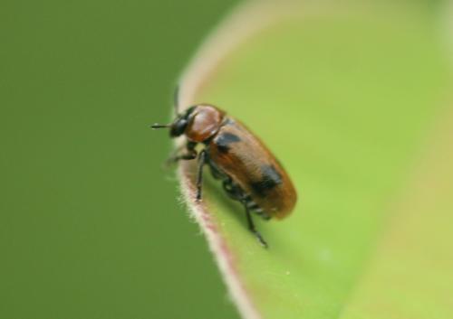 Macrolenes dentipes