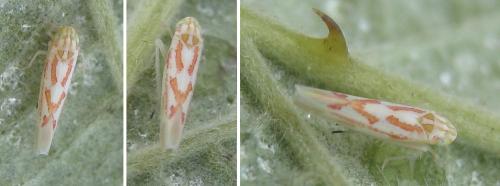 Zygina schneideri