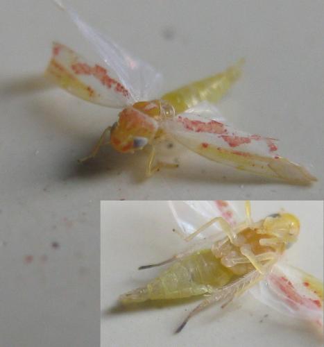 Zygina schneideri