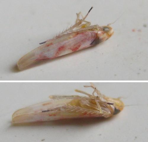 Zygina flammigera