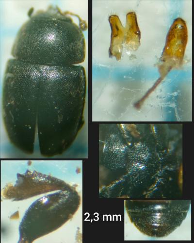 Sagittogethes ovatus