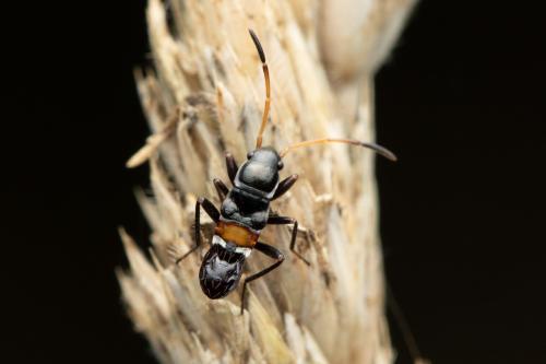 Raglius sp.