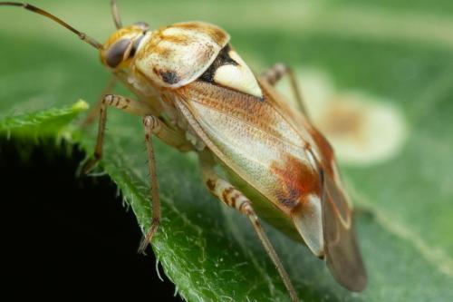 Lygus sp.