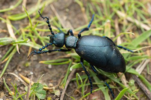 Meloe proscarabaeus