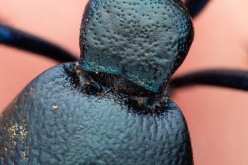 Meloe proscarabaeus