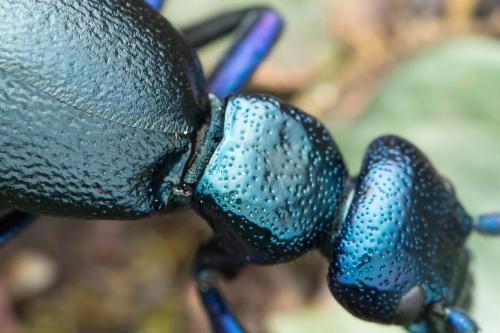 Meloe sp.