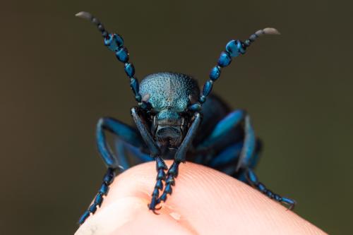 Meloe proscarabaeus