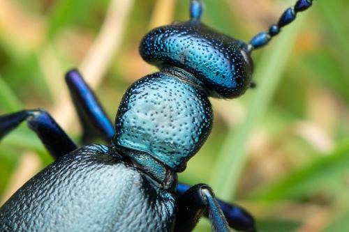 Meloe sp.