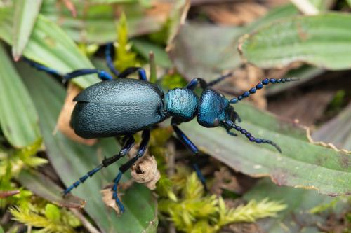 Meloe sp.