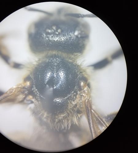 Halictus quadricinctus