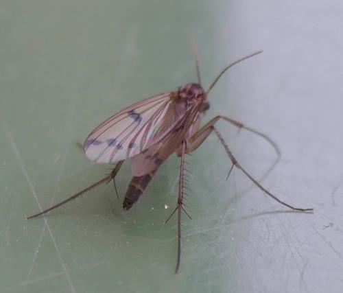 Mycetophila ornata