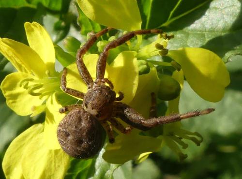 Réf. 336 993 : Xysticus sp.