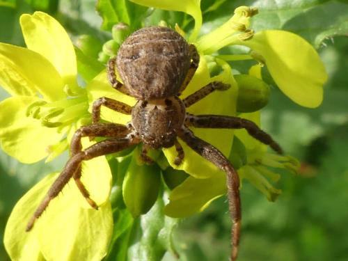 Réf. 336 994 : Xysticus sp.