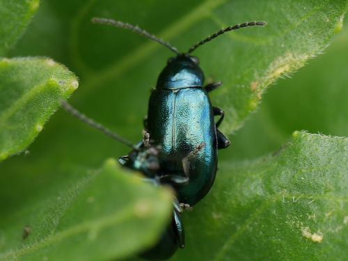 Réf. 336 261 : Altica sp.