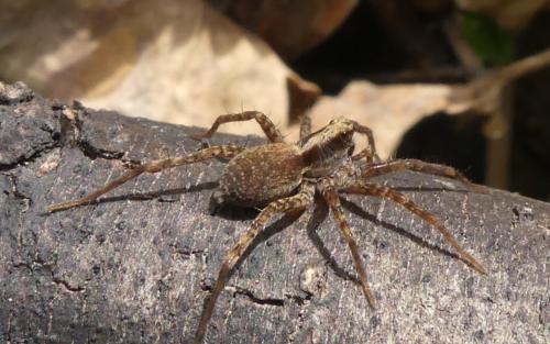 Réf. 336 972 : Pardosa sp.