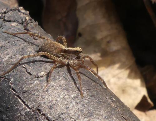 Pardosa sp.