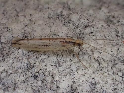 Ypsolopha ustella