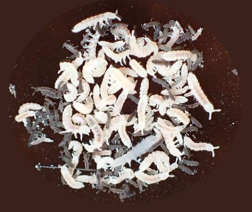 Protaphorura armata
