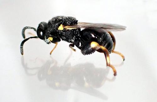 Brachymeria sp.