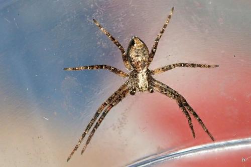 Réf. 336 244 : Philodromus sp.