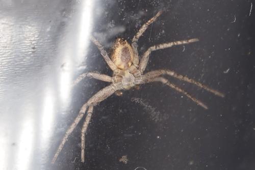 Réf. 336 245 : Philodromus sp.