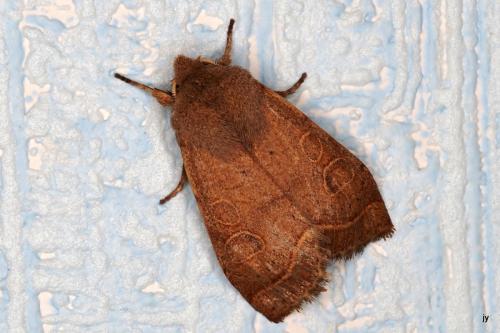 Orthosia cerasi