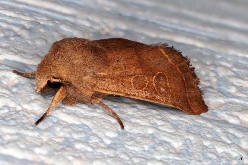 Orthosia cerasi