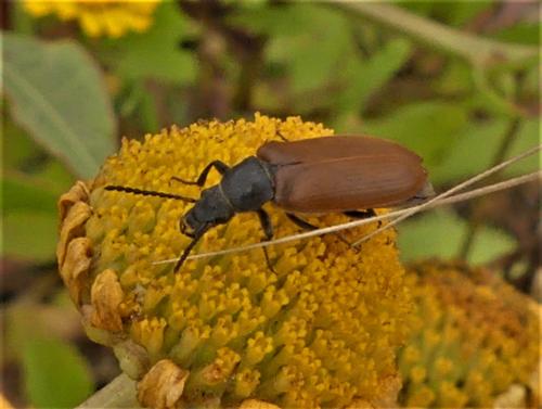 Megischia curvipes