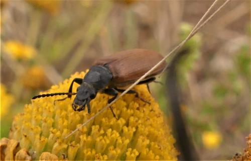Megischia curvipes