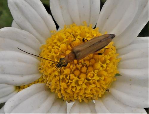 Oedemera podagrariae