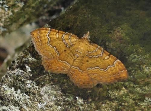 Réf. 336 455 : Camptogramma bilineata