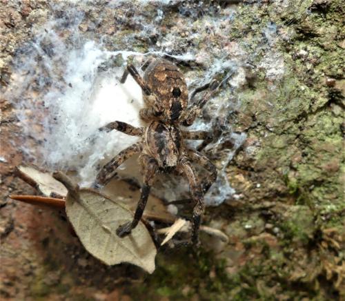 Zoropsis spinimana