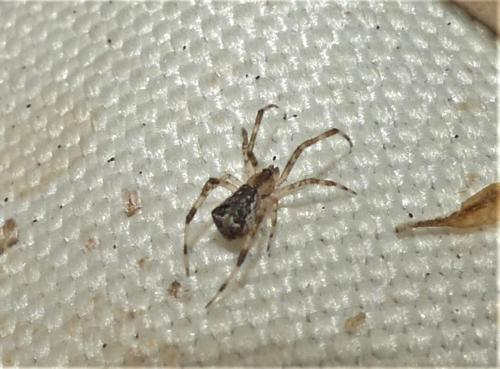 Réf. 336 457 : Episinus maculipes