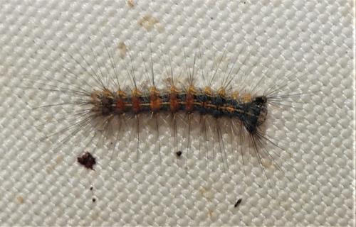 Lymantria dispar