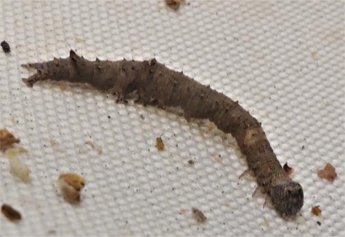 Catocala dilecta