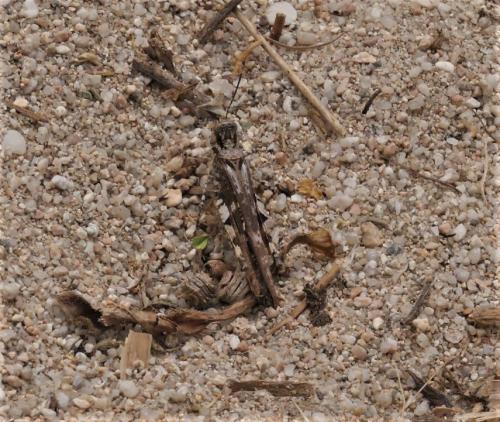 Réf. 336 303 : Acrotylus sp.