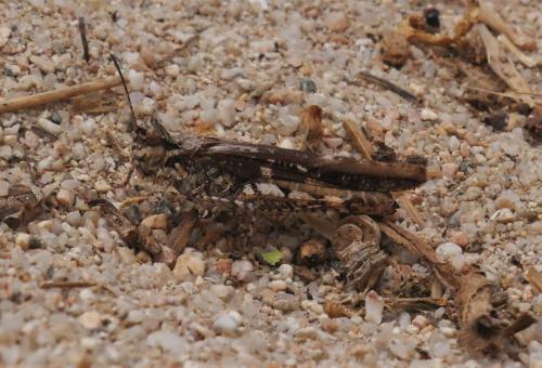Réf. 336 290 : Acrotylus sp.