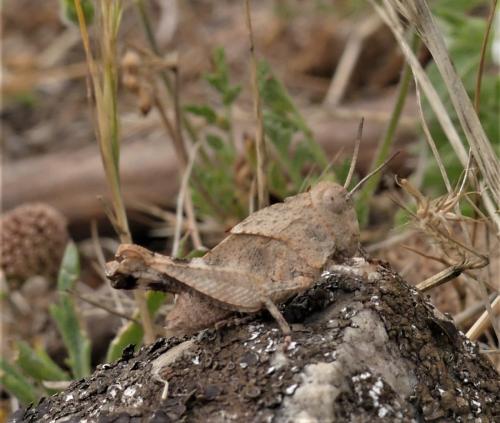 Réf. 336 291 : Oedipoda sp.