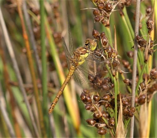 Sympetrum striolatum