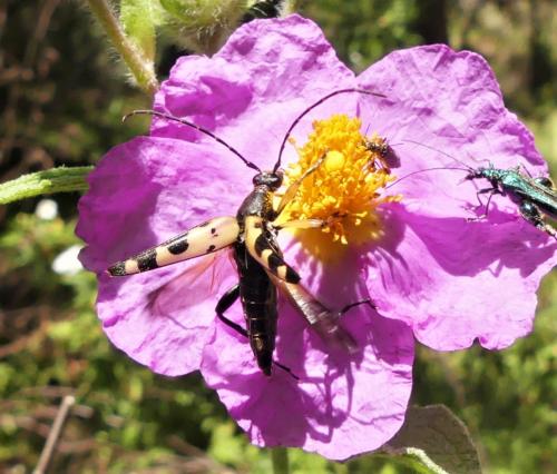 Réf. 336 554 : Rutpela maculata