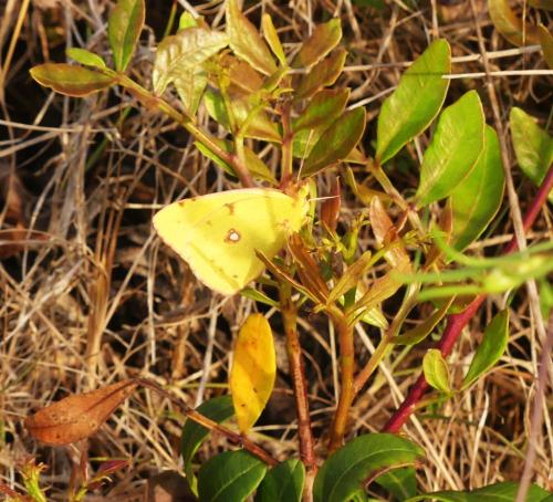Colias croceus