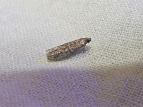 Ephestia sp.
